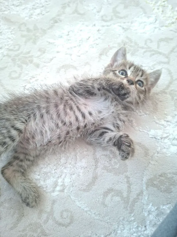 Котенок 1 месяц отдам даром 2