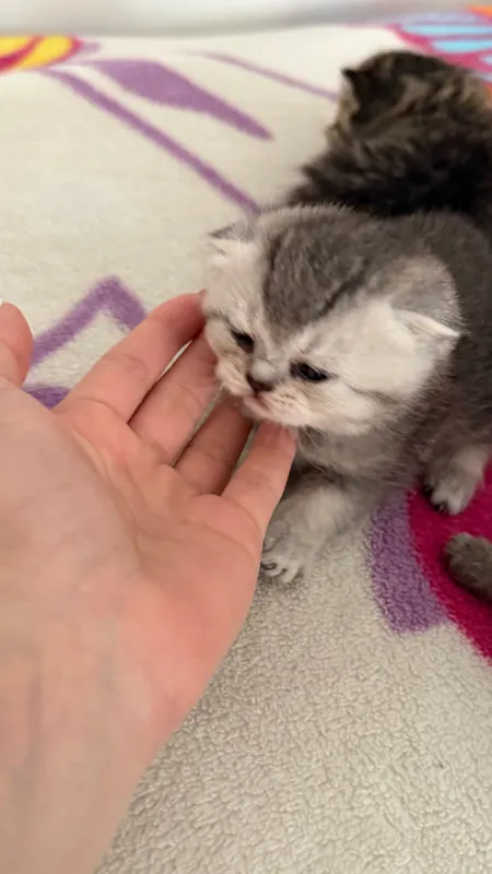 Продаётся котята — фото 3