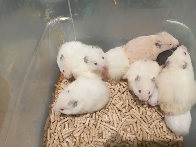 Xomyak bolalari arzon narxlarda