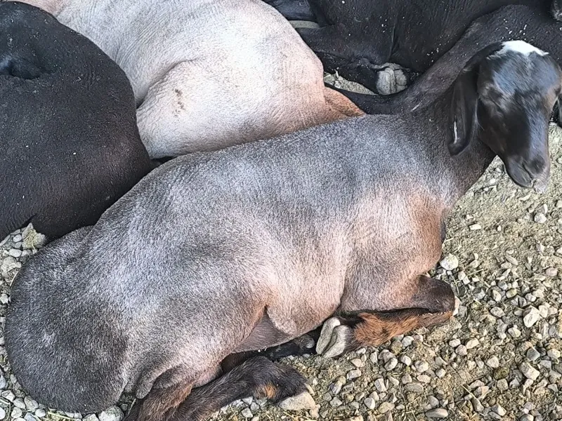 Qoylari sotiladi 7 oyli qozi qochqorla 2