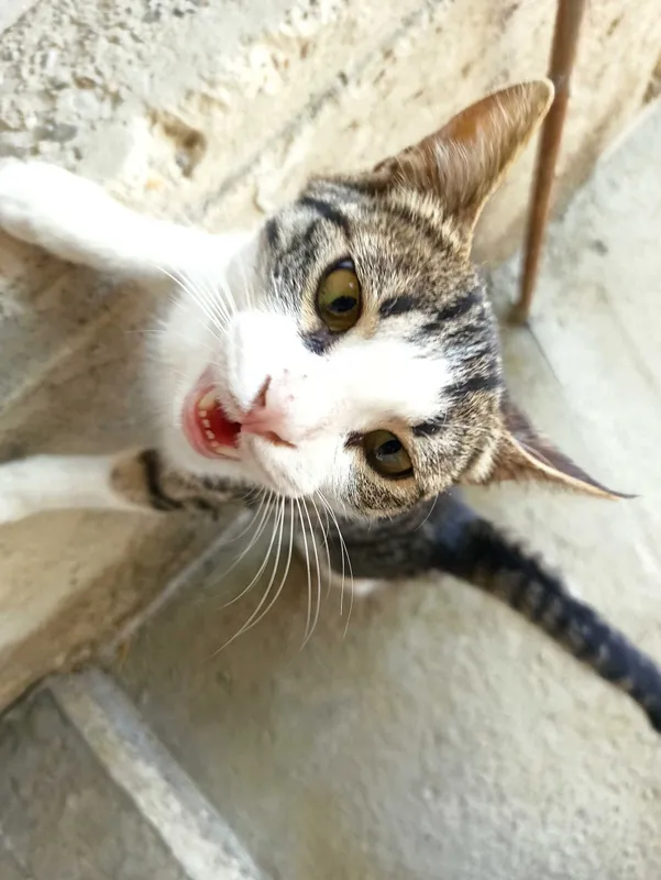 Mushuk erkak tekinga 4 Mushuk erkak tekinga 4