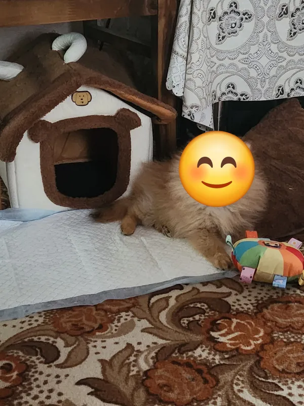 Продам домик для мелких собак и кошек 2