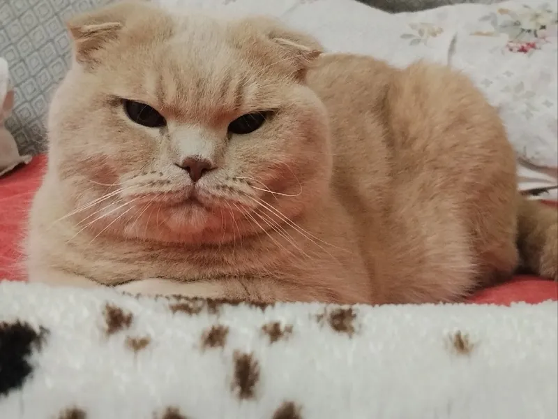 Барс приглашает кошечек на вязку.