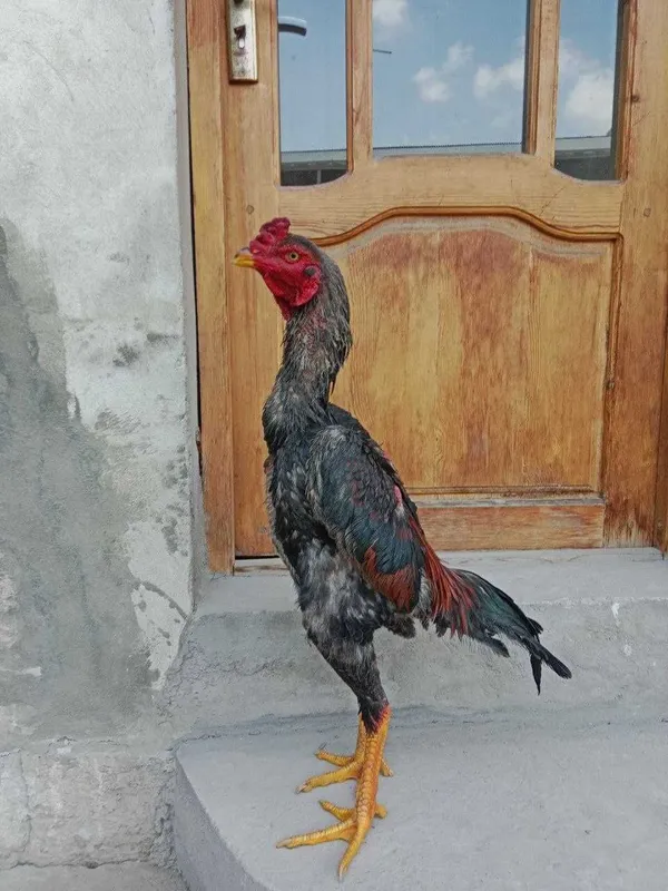 10 oylik yapon shamo 300$