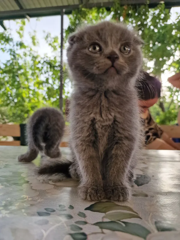 "Scottish fold" parodali mushukchalar — фото 5