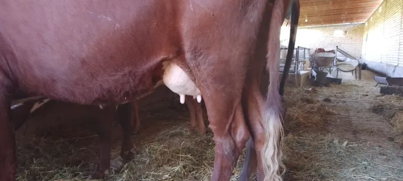 Mollar sotiladi kafolati bilan 6 Mollar sotiladi kafolati bilan 6