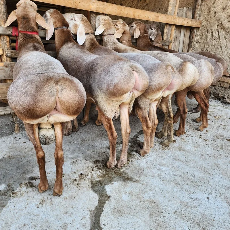 Qoshqor qoy кочкор кой куй