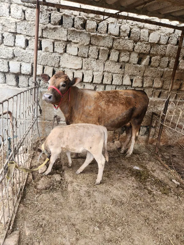 Zotli Ona bola shvet