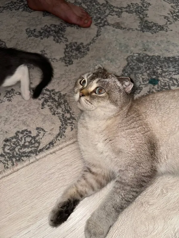 Скоттиш фолд продается 2