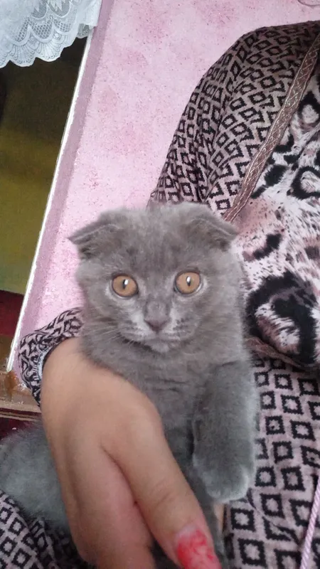 котёнок 1 котёнок 1