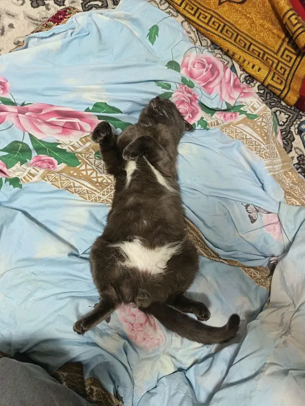 продаётся Кот Шатланский породы скотиш фолт — фото 3