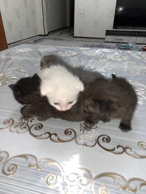 Продаются котята 2 месячные породистые очень красивые и ласковые. 3