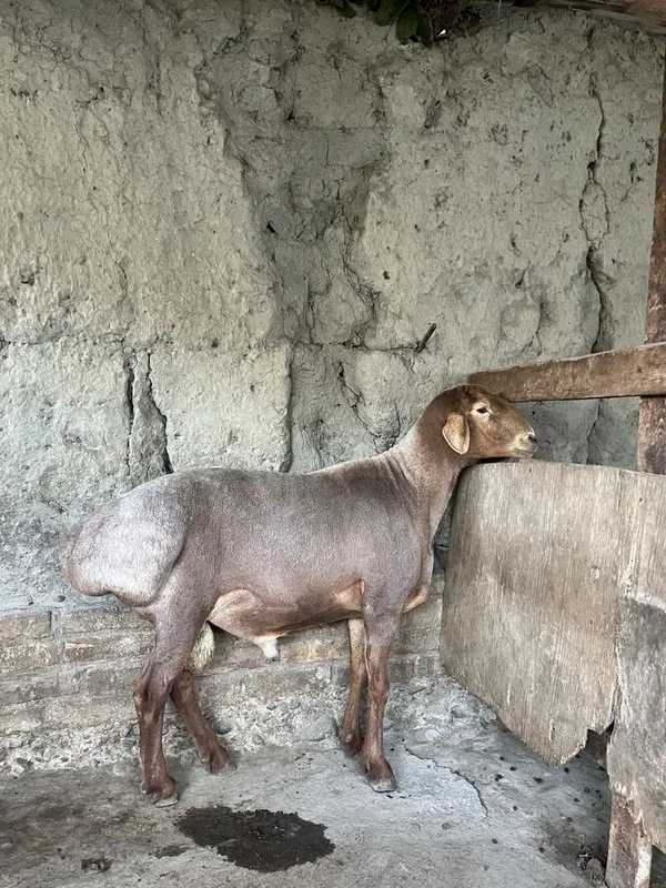 Arashan qochqor va sovluq sotiladi 4 Arashan qochqor va sovluq sotiladi 4
