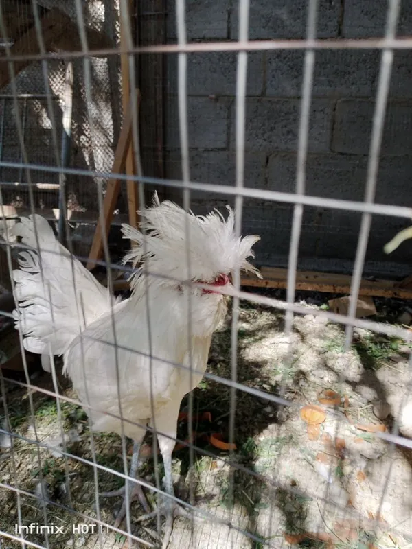 Paduvan oq xöroz va tovuqlari sotiladi 3 Paduvan oq xöroz va tovuqlari sotiladi 3