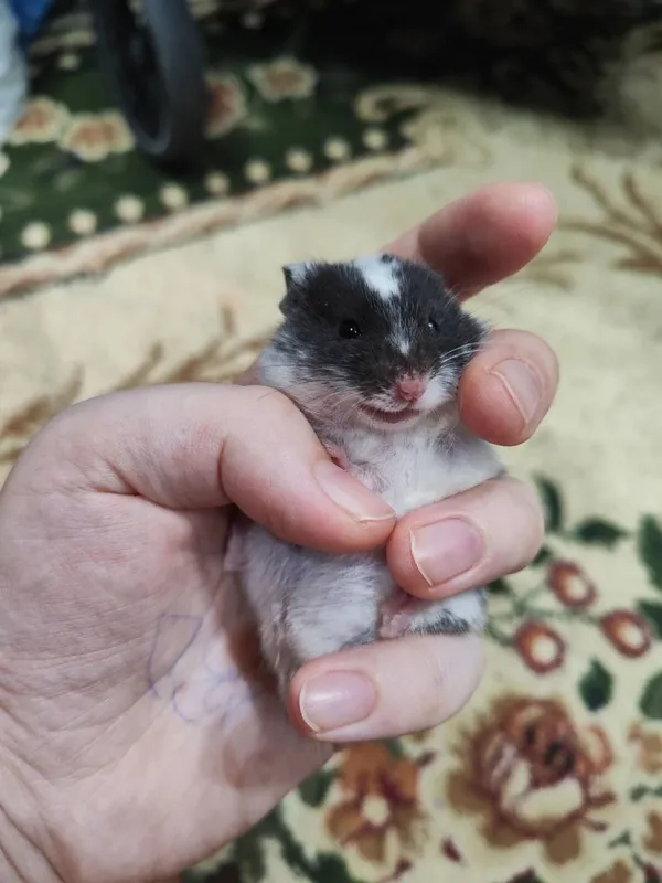 hamyak sotiladi bolalar uchun 3 hamyak sotiladi bolalar uchun 3