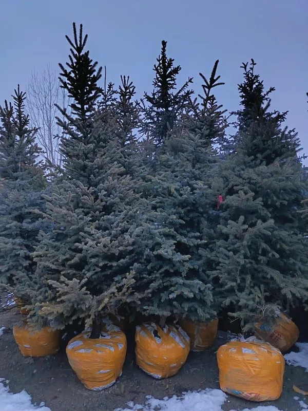 Голубой ель 3 метра — фото 2