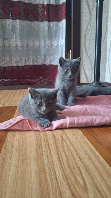 Котята кошка кошечка Mushuk 4