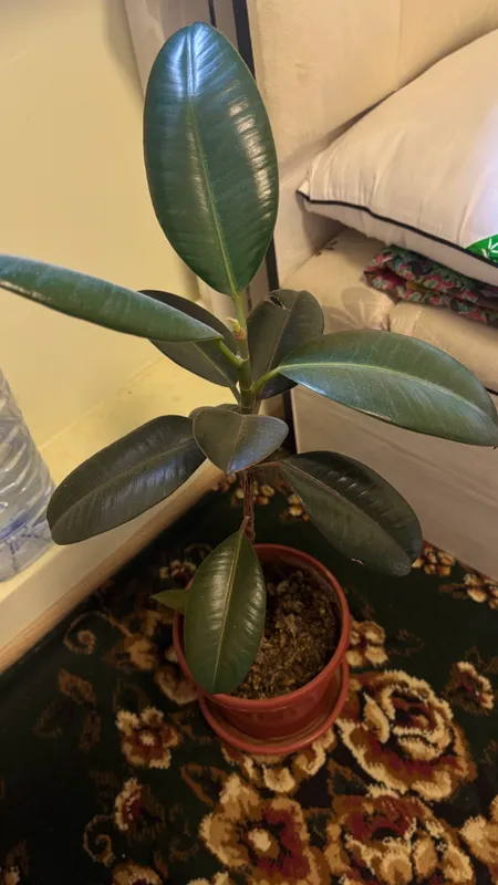 Ficus elastika 2 Ficus elastika 2