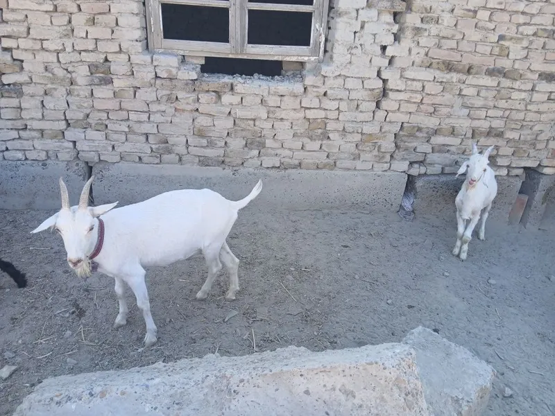 Yosh uloqlar bor 1 Yosh uloqlar bor 1
