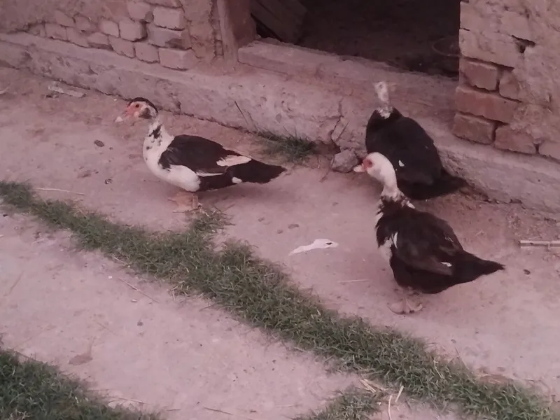 Indutka sotiladi 2