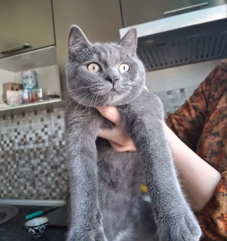 Muahuk sotiladi zotdor srochna