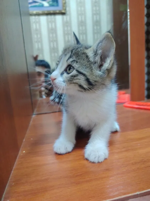 Хорошие котята.. — фото 1