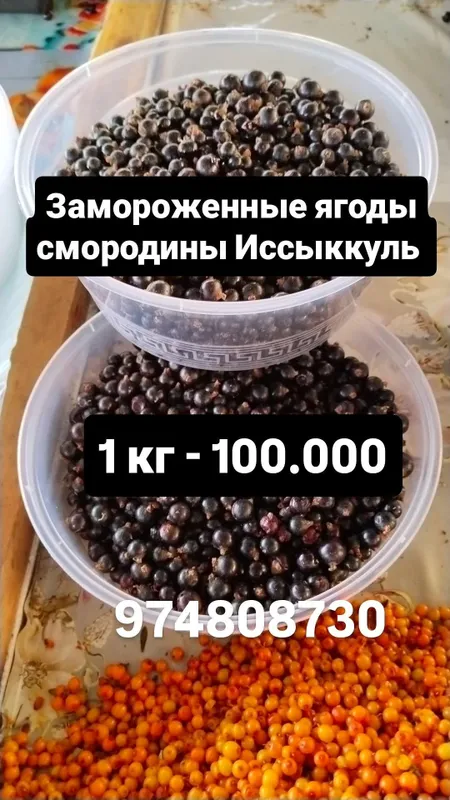 Смородина черная Иссыккуль 1