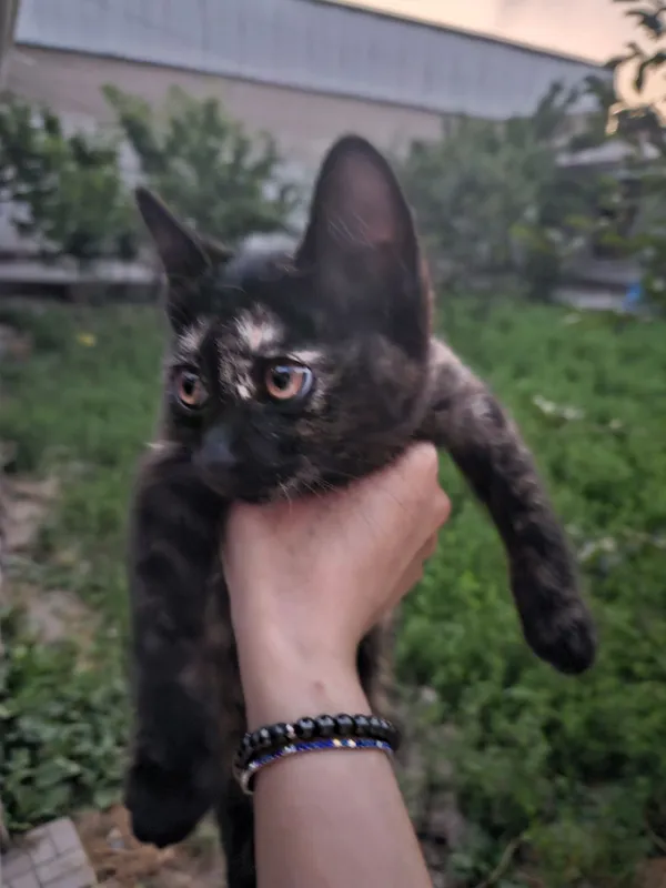 Котята с добрыми сердцами, полными любви 5 Котята с добрыми сердцами, полными любви 5