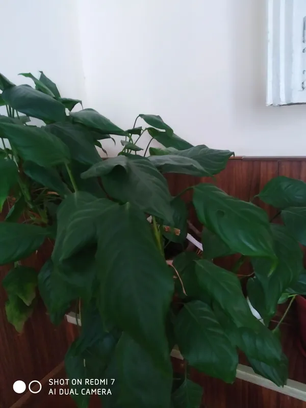 Женское счастье (Спатифиллум) в отличном состоянии — фото 3