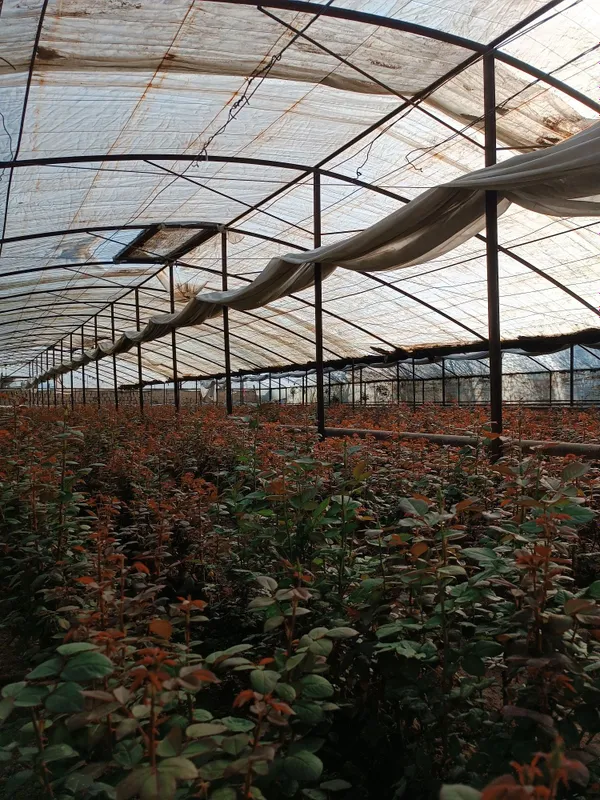Issixona biznesi bo'yicha Atirgul ko'chatllari sotamiz — фото 6
