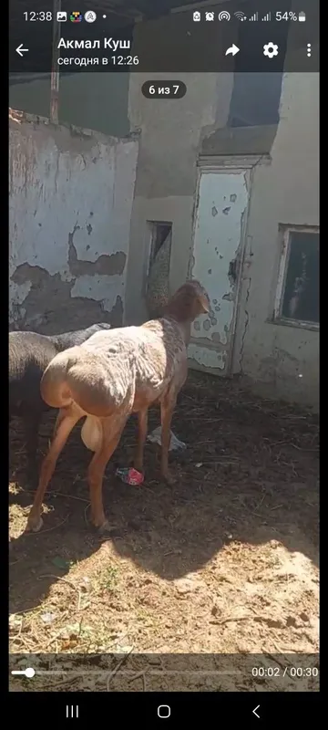 Кузи 3 та кучкар 7 та ургочи — фото 2