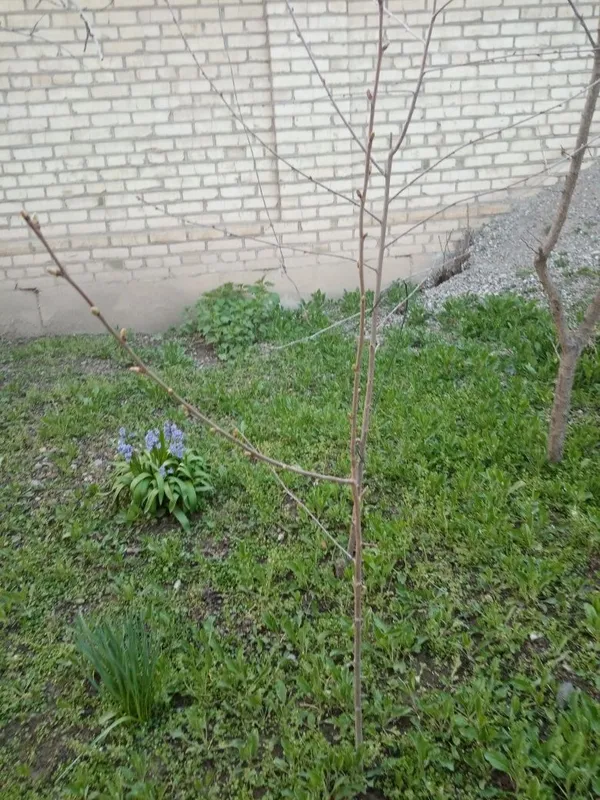 Шпанка кучатлари бор