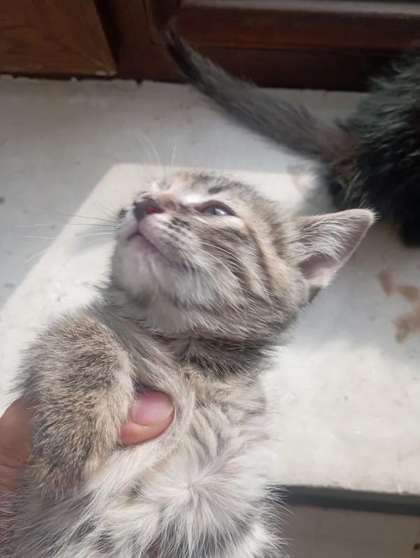 Mushukcha