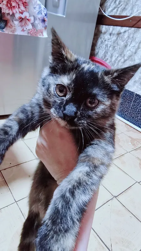 Отдам котёнка в добрые руки.