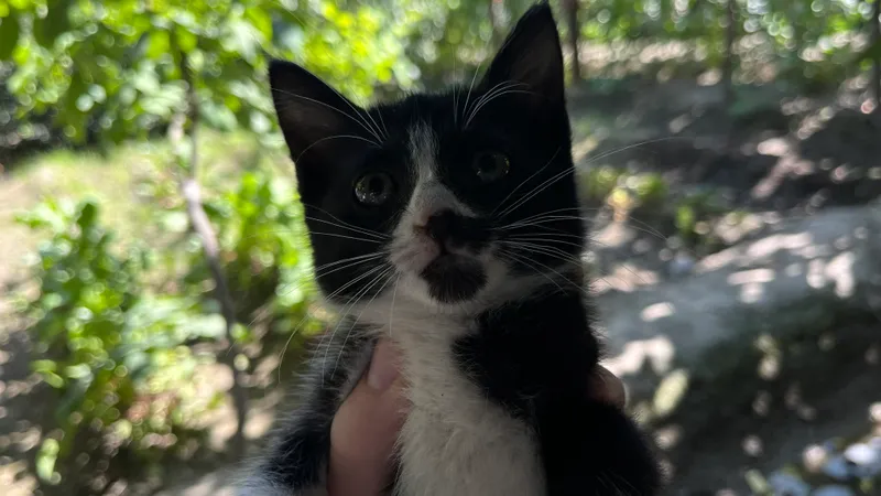 Котята — фото 2