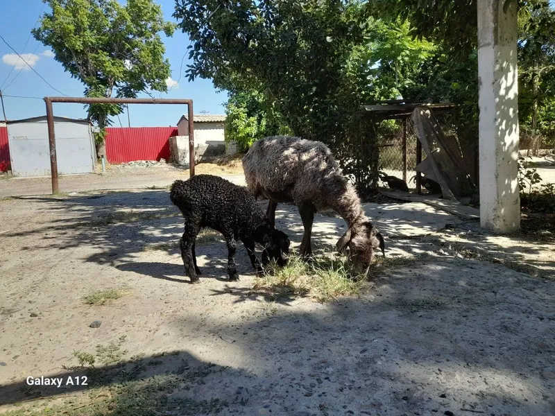 Qòylar sotiladi. Tez va arzon
