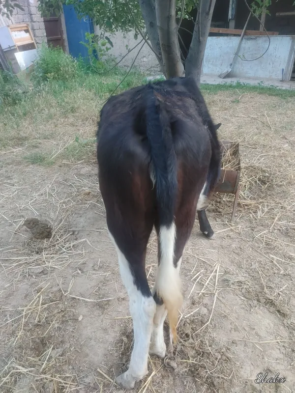 Gunajin sotiladi