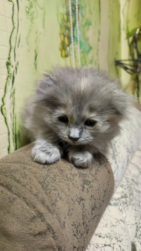 кошка шотландская вислоухая (скоттиш-фолд) — фото 3