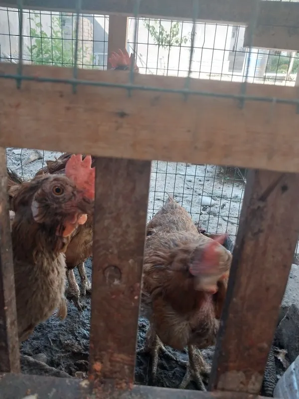 Jaydari tovuqlar sotiladi