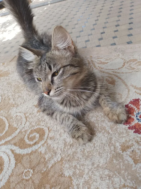 хорошая кошка, привыкшая к людям, девочка хорошая кошка, привыкшая к людям, девочка