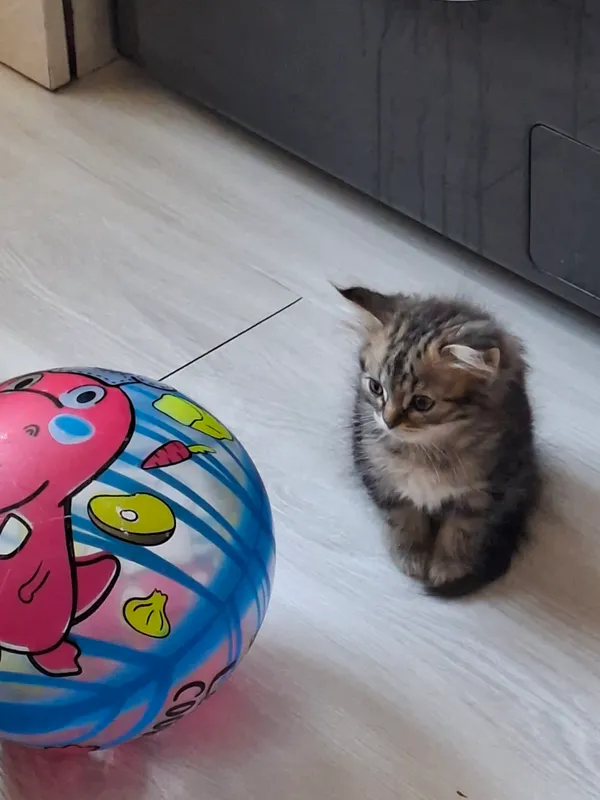 zotli mushuk shirshila 2 zotli mushuk shirshila 2