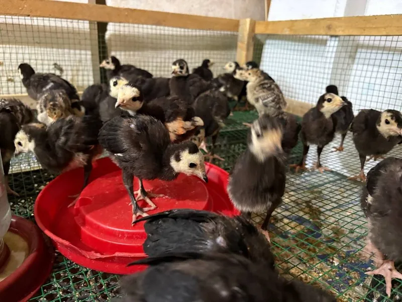 Pekin favarit goz tisarka jojalarin birinchi qol — фото 2