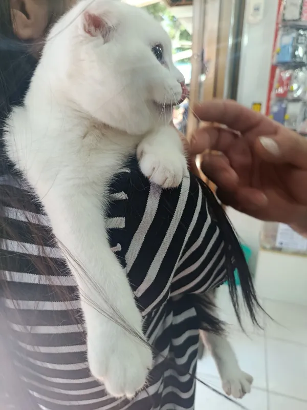Кошка скотиш фолд 2