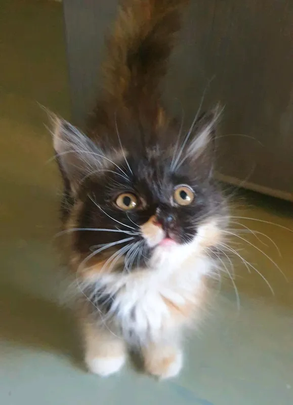 Lezbiyen kamming porno kliplar