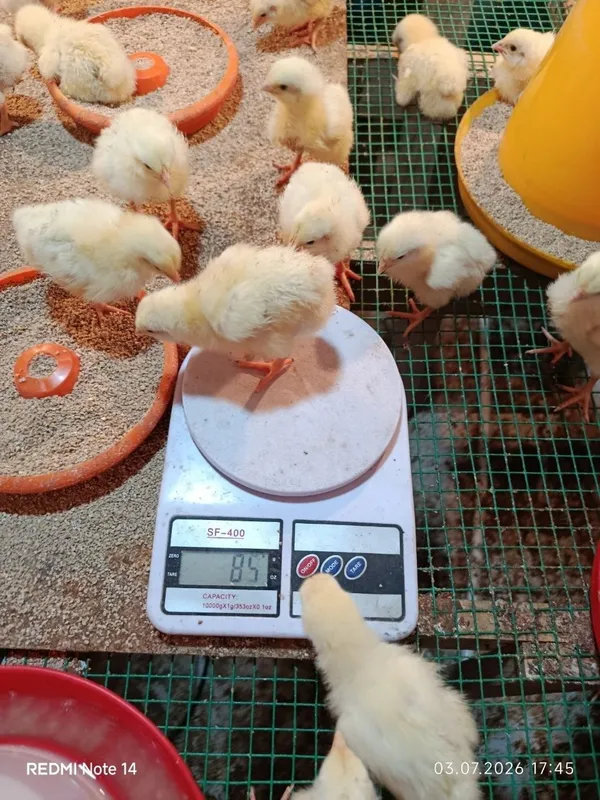 Продаются бройлерные цыплята 1