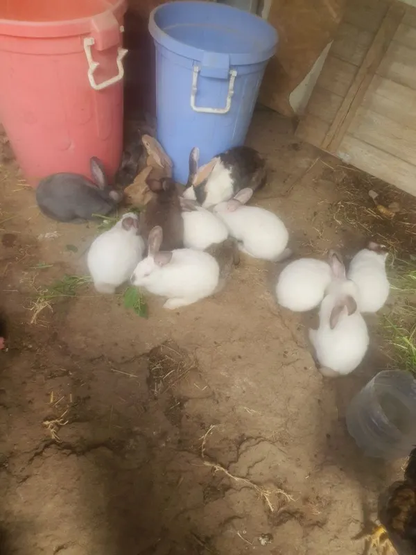 Продам кроликов по