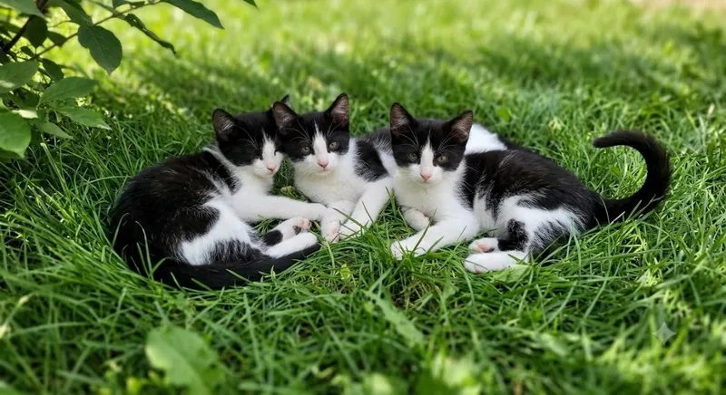 3 Котят даром, в добрые руки