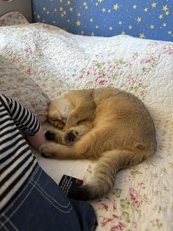 Кошка золотистая британская шиншилла — фото 2