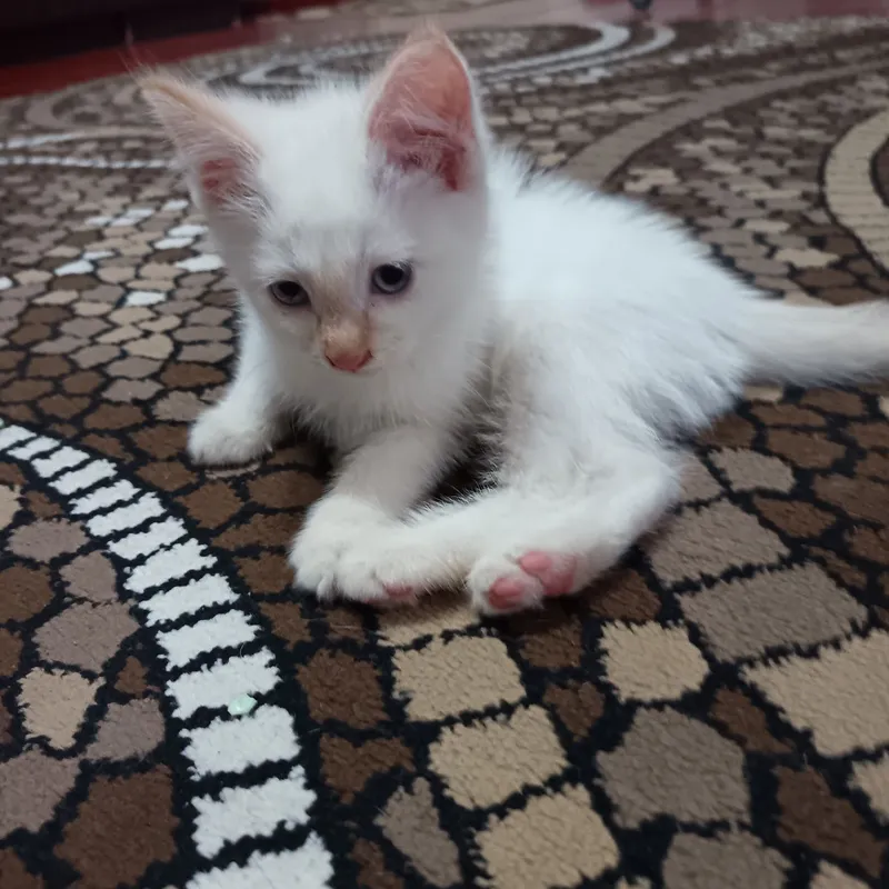 Отдадим в добрые руки котята 2месяца 3 Отдадим в добрые руки котята 2месяца 3