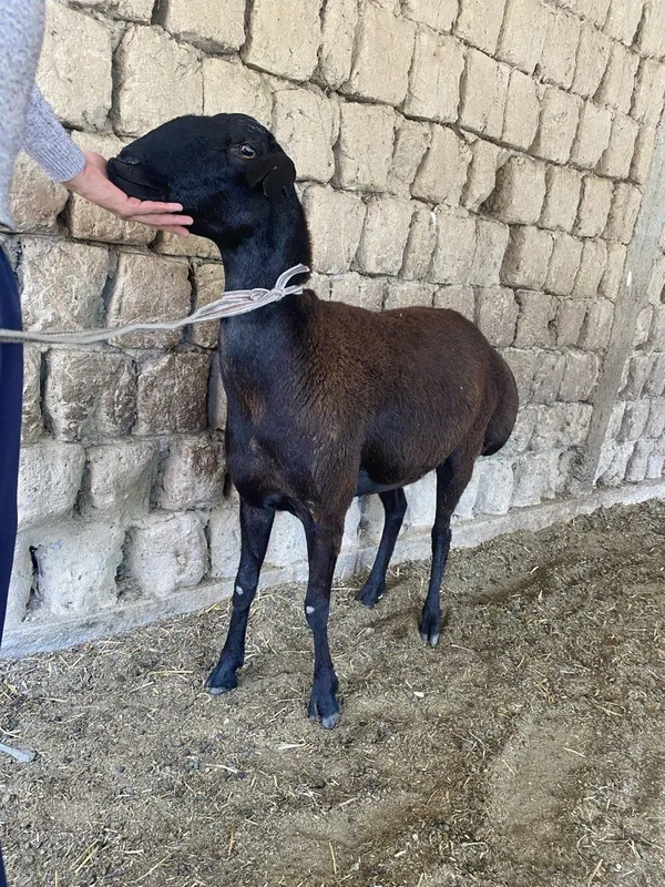 Shivet va qõy sotiladi 5